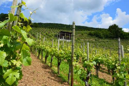 Vineyard Vines Wine Vines Stock Winegrowing Slope