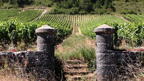 Vineyard Wine Burgundy Grape France Drink Vine