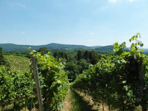 Vineyard Odenwald Wine Summer