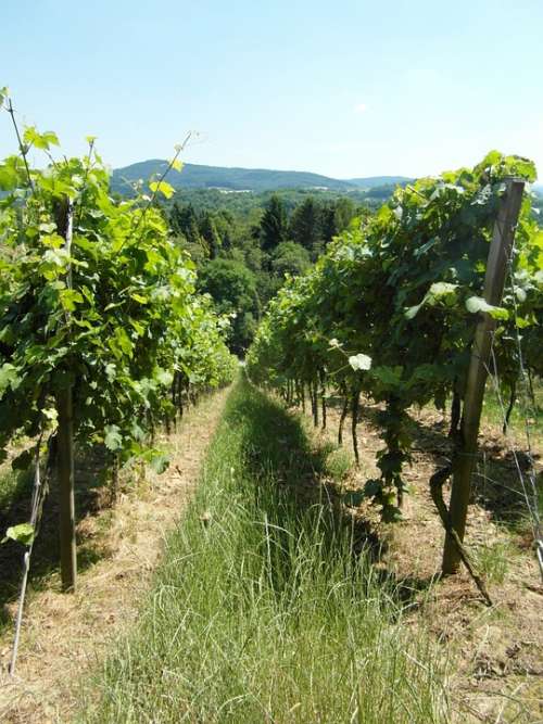 Vineyard Vines Wine Hill Odenwald Summer