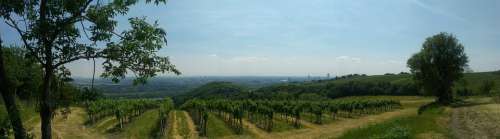 Vineyard Vienna Panorama Summer Kahlenberg
