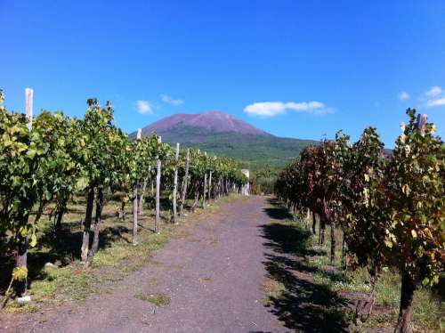 Vineyard Volcano Vesuvius Naples Volcanic Grapes