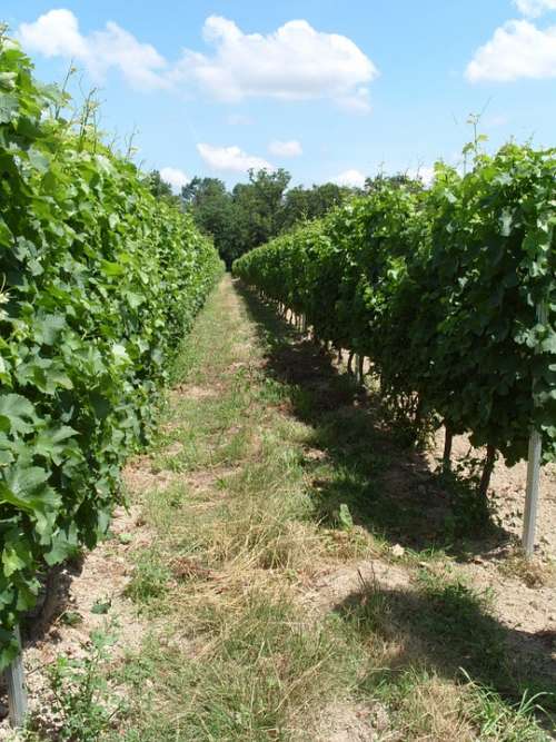 Vineyard Vines Grapes Winery Agriculture Fruit