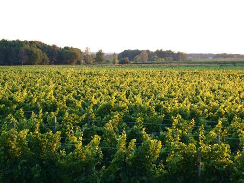 Vineyard Green Grapes Wine Agriculture Rural Vine