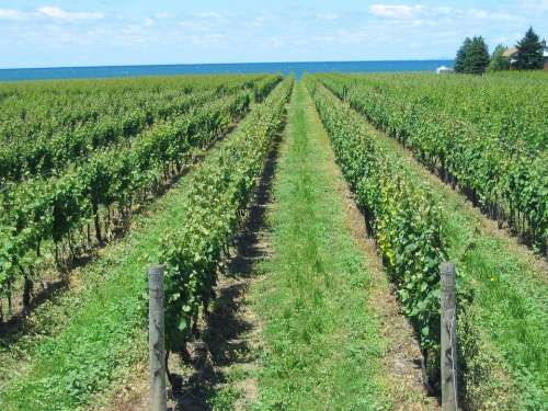 Vineyard Grape Vines Rows Grapevine Summer