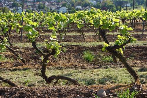 Vineyard Vines Winegrowing Wine Autumn Grapes