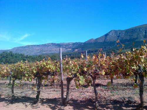 Vineyard Constantia Western Cape South Africa Vine