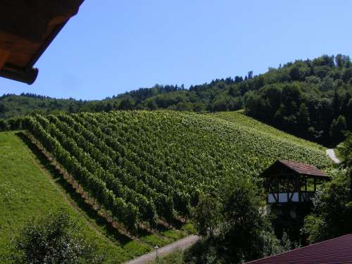 Vineyard Wine Durbach Black Forest Vines