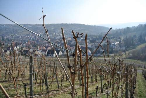 Vineyards Vines Wine Grapes Winegrowing