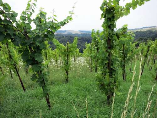 Vineyards Green Wine Winegrowing Vine Landscape