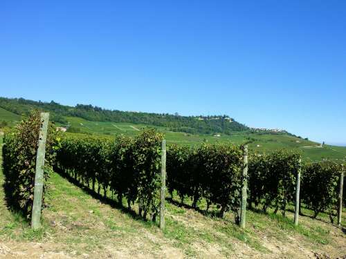 Vineyards Vines Italy Barolo Agriculture Piemonte
