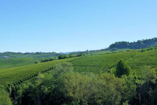 Vineyards Italy Barolo Vines Agriculture Piemonte