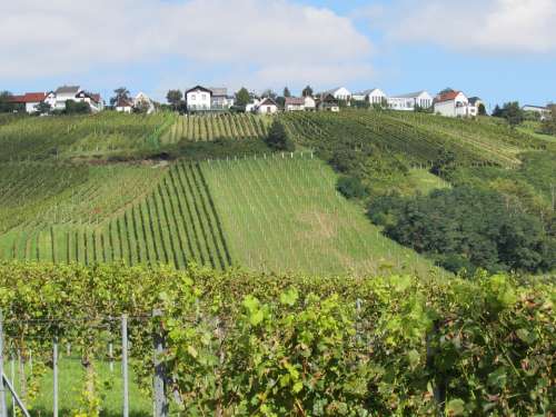 Vineyards Landscape Winegrowing Vineyard