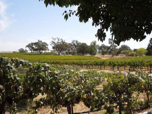 Vineyards Wine Country Vineyard Viticulture