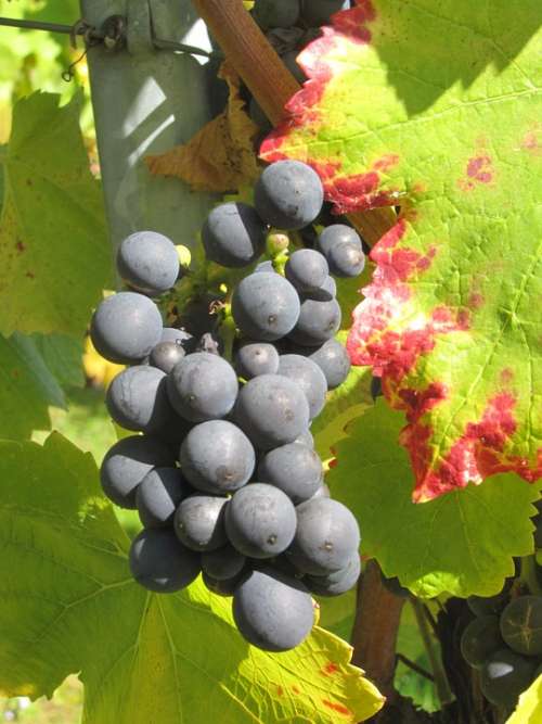 Vintage Grapes Wine Fruit Cultivation Vine