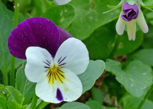 Viola Pansy Flower Garden Pansy Flowers Bud Pink