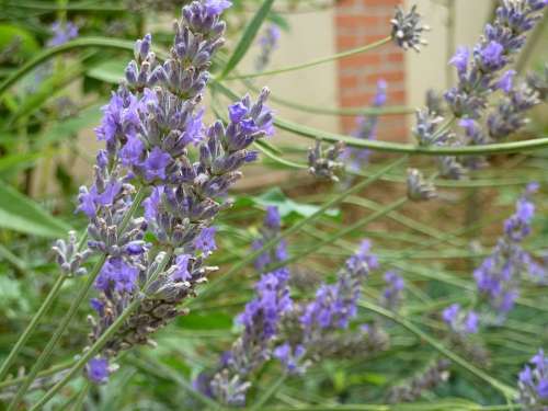 Violet Flower Lavender Nature