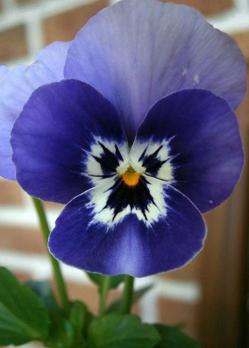 Violet Horn Violet Viola Cornuta 400–500
