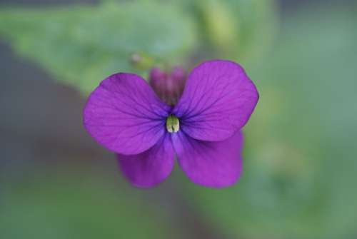 Violet Flower Nature Tiny
