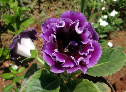 Violet Flower Flora Beautiful Dharwad India