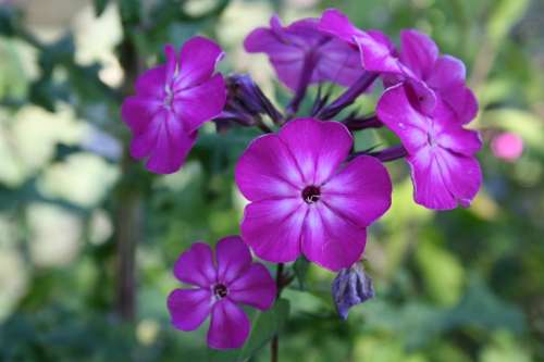 Violet Violet Flower Lilac Flower Purple Flower