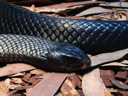 Viper Snake Venom Reptile Animal Venomous