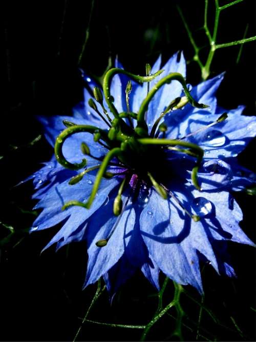 Virgin In The Green Nigella Damascena Flower Blossom