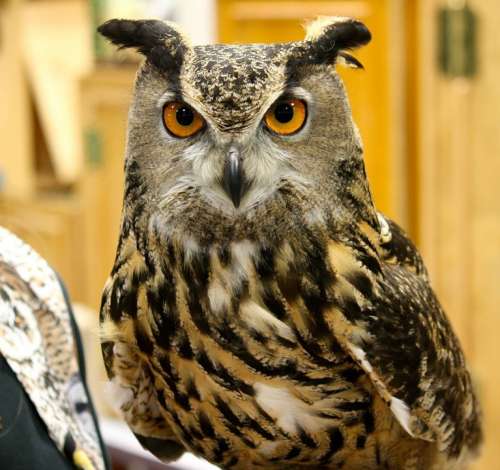 Virginianus Bubo Head Bird Horned Great Owl