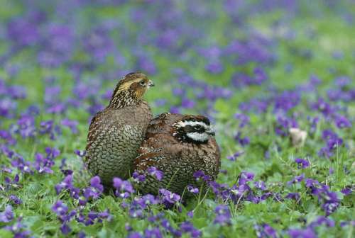 Virginianus Colinus Bobwhite Northern Quail Birds