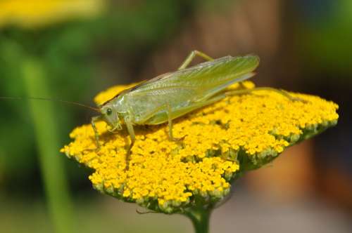 Viridissima Grasshopper Flower Nature