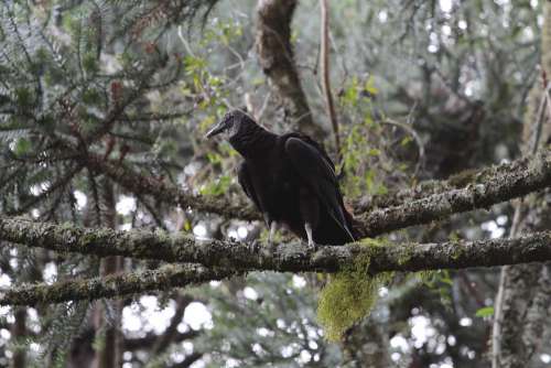 Vulture Bird Trunk On Top Forest Black Black Bird