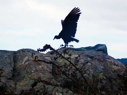 Vulture Black Bird Forest