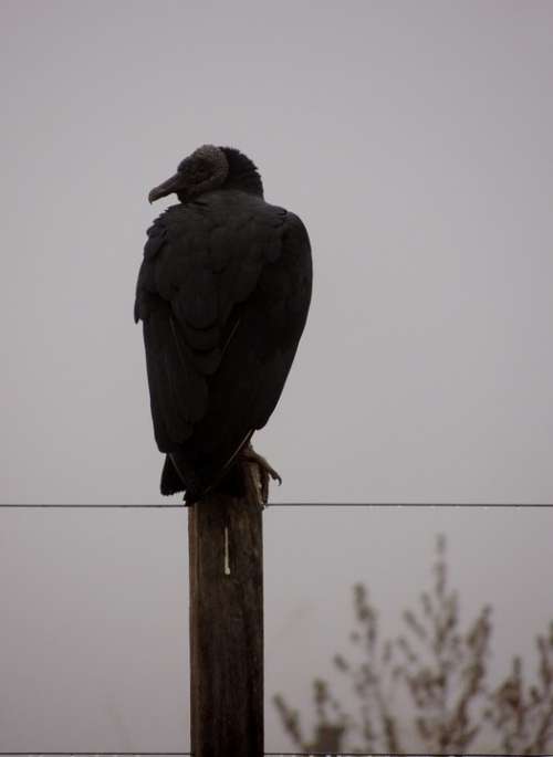 Vulture Bird Butcher