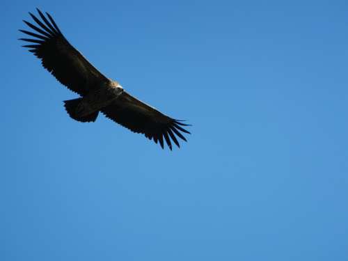 Vulture Soar Majestic Wildlife Nature Annapurna