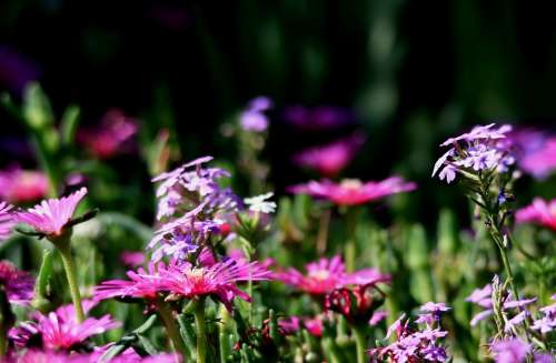 Vygies Flowers Pink Wild Flowers Verbena Purple