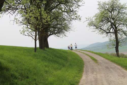 Wachau Landscape Trees Away Height Hiking Hike