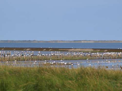 Wadden Sea Island View Ebb Gulls North Sea
