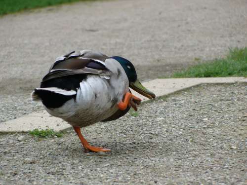 Waddle Drake Entengang Duck Ducks Animal Bird