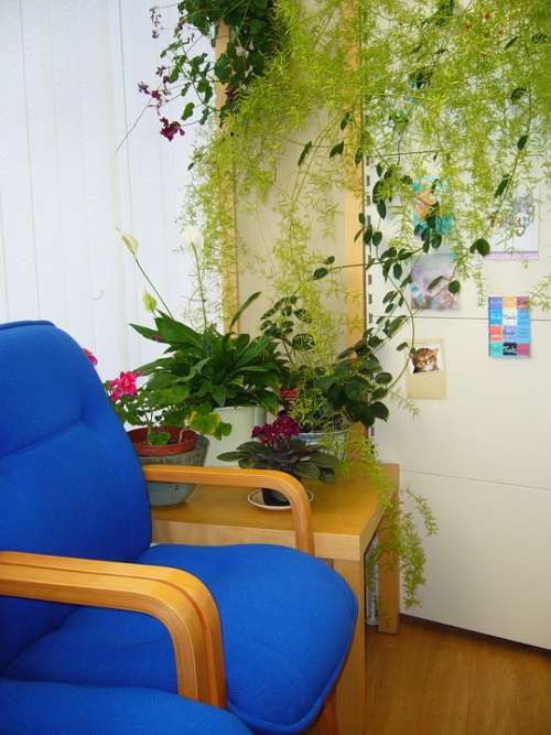 Waiting Area Blue Chair Indoor Plants