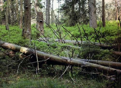 Waldsterben Dead Plant Gnarled Old Tree Dead