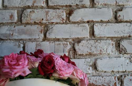 Wall White Brick Roses Pinks Red Blooms Open