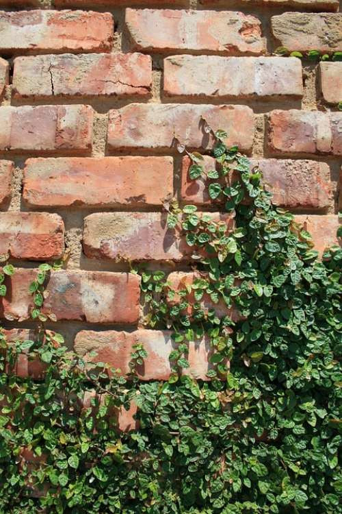 Wall Brick Rows Regular Creeper Plant Green