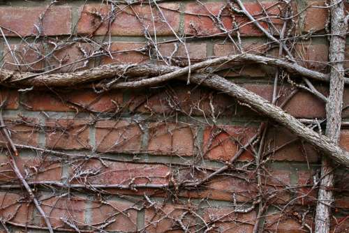 Wall Tree Roots Entwine Facade