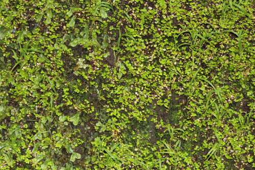 Wall Green Climber Plant Plant