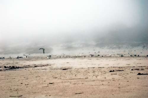 Walls Galicia Sea Seagulls Beach Fog Birds