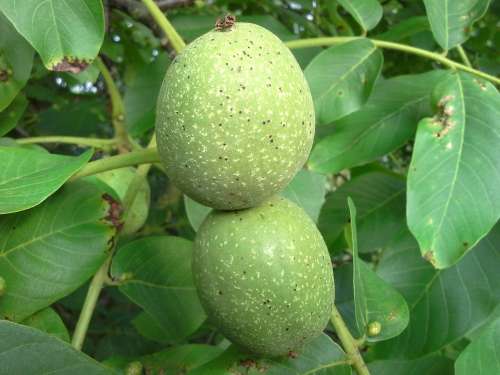 Walnut Nut Tree Fruit Fruits Juglans Regia