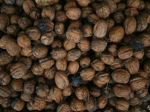 Walnut Nuts Nut Food Fruits Healthy Walnuts