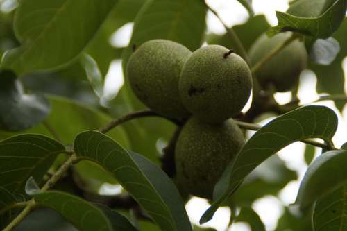 Walnut Green Fruit Fresh Healthy Nut Food Tree