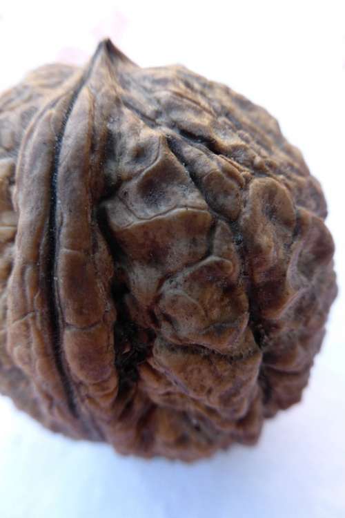 Walnut Nut Shell Wrinkled Autumn Harvest