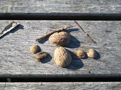 Walnut Shells Nutshells Walnuts Nuts Tree Nuts
